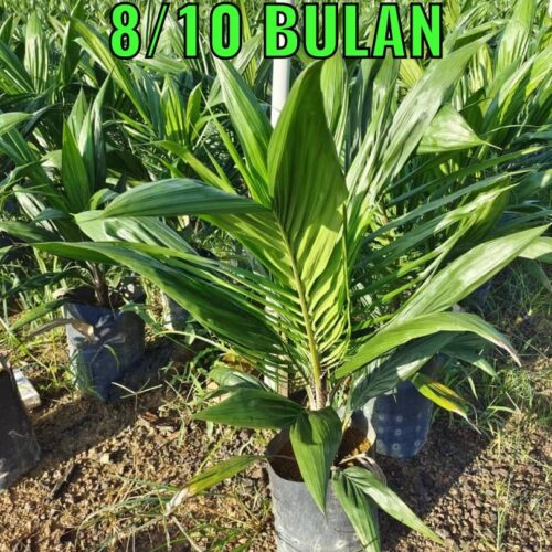 anak sawit 810 bulan (1)