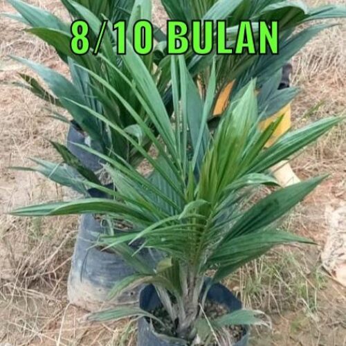 anak sawit 810 bulan (2)