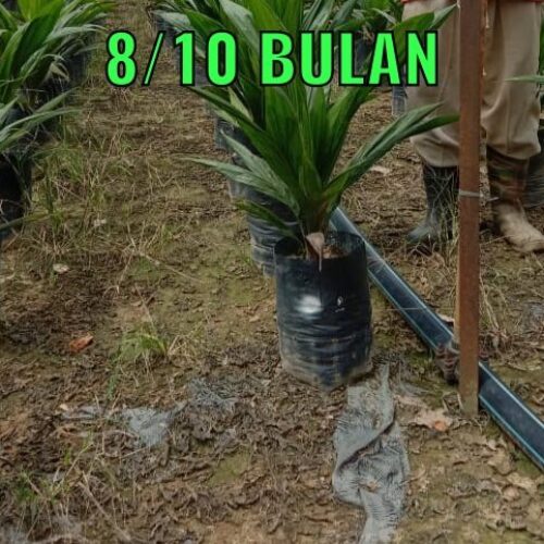 anak sawit 810 bulan (3)