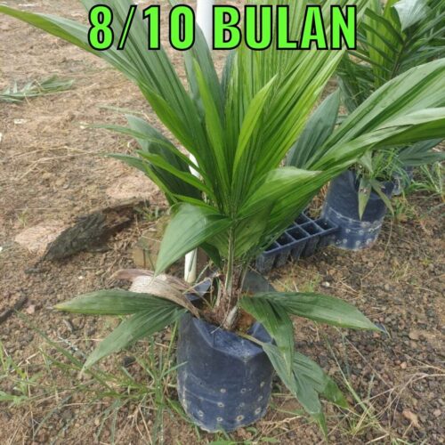 anak sawit 810 bulan (5)