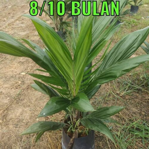 anak sawit 810 bulan (8)