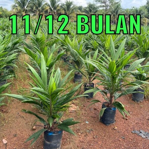 anak sawit umur 1112 bulan (2)