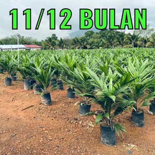 anak sawit umur 1112 bulan (3)