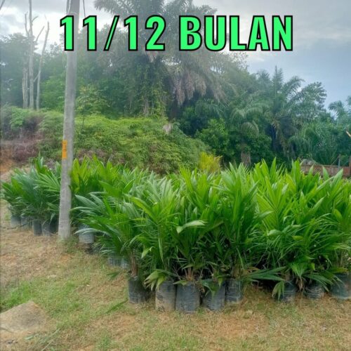 anak sawit umur 1112 bulan (4)