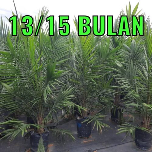 anak sawit umur 1315 bulan (2)