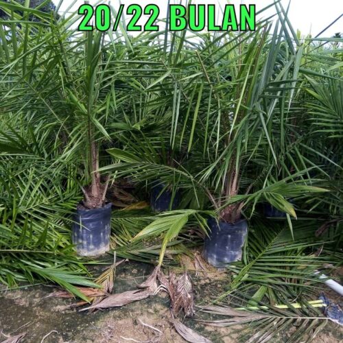 anak sawit umur 2022 bulan (2)