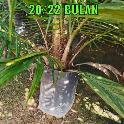 anak sawit umur 2022 bulan (3)