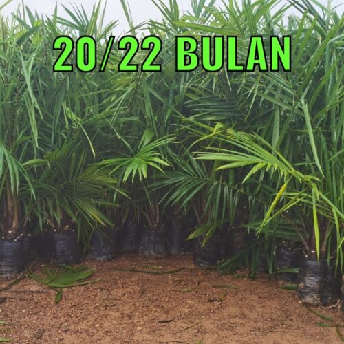 anak sawit umur 2022 bulan (4)