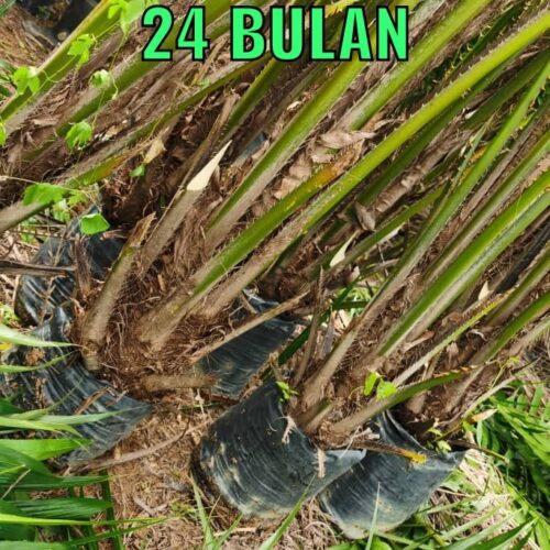 anak sawit umur 24 bulan (1)