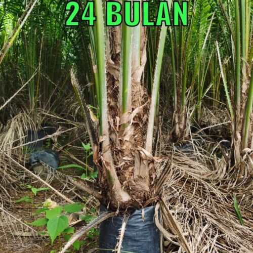 anak sawit umur 24 bulan (2)