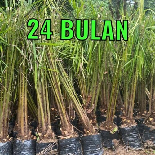 anak sawit umur 24 bulan (3)